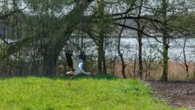 Wiosenne akcenty na mazurskich łąkach, maj 2021 r. - zdjęcie 18