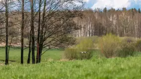 Wiosenne akcenty na mazurskich łąkach, maj 2021 r. - zdjęcie 12