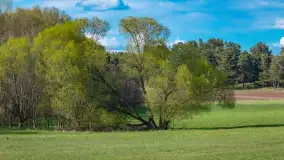 Wiosenne akcenty na mazurskich łąkach, maj 2021 r. - zdjęcie 2