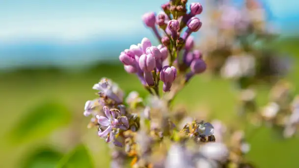 Wiosna w Kętrzynie, maj 2021 r. - zdjęcie 5