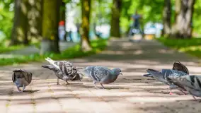 Wiosna w Kętrzynie, maj 2021 r. - zdjęcie 21