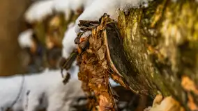 Zachód słońca nad jeziorem Kisajno, Piękna Góra, luty 2025 r. - zdjęcie 26