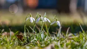Przedwiośnie w Węgorzewie nad kanałem Młyńskim, marzec 2025 r. - zdjęcie 25