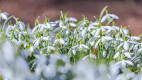 Przedwiośnie w Węgorzewie nad kanałem Młyńskim, marzec 2025 r. - zdjęcie 10