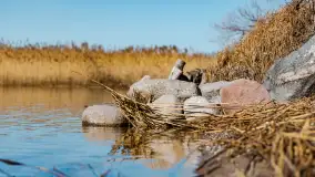 Półwysep Szeroki Ostrów, marzec 2025r. - zdjęcie 5