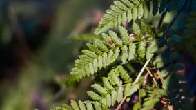 Pole biwakowe nad jeziorem Śniardwy. Okartowo, marze  2025r. - zdjęcie 18