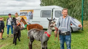 Sulimiada 2025 – przegląd źrebiąt i rodzinny piknik w Sulimach - zdjęcie 14