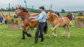 Sulimiada 2025 – przegląd źrebiąt i rodzinny piknik w Sulimach - zdjęcie 85