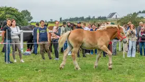 Sulimiada 2025 – przegląd źrebiąt i rodzinny piknik w Sulimach - zdjęcie 17