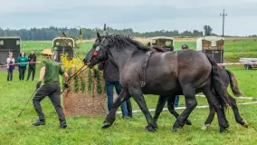 Sulimiada 2025 – przegląd źrebiąt i rodzinny piknik w Sulimach - zdjęcie 21