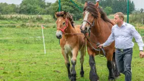 Sulimiada 2025 – przegląd źrebiąt i rodzinny piknik w Sulimach - zdjęcie 53