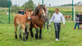 Sulimiada 2025 – przegląd źrebiąt i rodzinny piknik w Sulimach - zdjęcie 72
