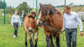 Sulimiada 2025 – przegląd źrebiąt i rodzinny piknik w Sulimach - zdjęcie 65