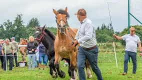 Sulimiada 2025 – przegląd źrebiąt i rodzinny piknik w Sulimach - zdjęcie 99