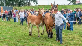 Sulimiada 2025 – przegląd źrebiąt i rodzinny piknik w Sulimach - zdjęcie 61