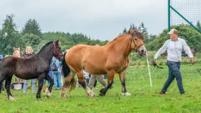 Sulimiada 2025 – przegląd źrebiąt i rodzinny piknik w Sulimach - zdjęcie 80