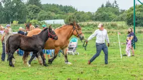 Sulimiada 2025 – przegląd źrebiąt i rodzinny piknik w Sulimach - zdjęcie 75