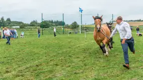 Sulimiada 2025 – przegląd źrebiąt i rodzinny piknik w Sulimach - zdjęcie 103