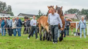 Sulimiada 2025 – przegląd źrebiąt i rodzinny piknik w Sulimach - zdjęcie 88