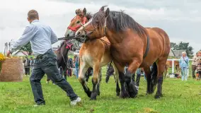 Sulimiada 2025 – przegląd źrebiąt i rodzinny piknik w Sulimach - zdjęcie 112