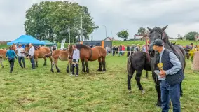 Sulimiada 2025 – przegląd źrebiąt i rodzinny piknik w Sulimach - zdjęcie 121