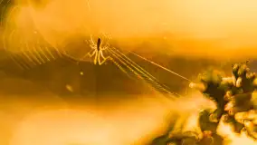 Wiosenne kadry o wschodzie słońca na Bełdanami, kwiecień 2025 r. - zdjęcie 4