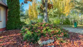 Jesienna wersja Ognistego Ptaka w Ogonkach, październik 2025 r. - zdjęcie 5