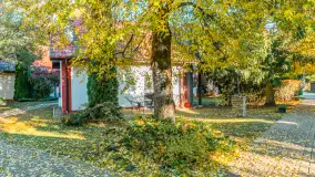 Jesienna wersja Ognistego Ptaka w Ogonkach, październik 2025 r. - zdjęcie 29