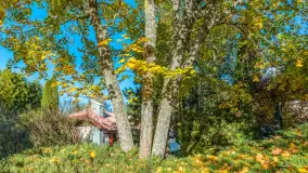 Jesienna wersja Ognistego Ptaka w Ogonkach, październik 2025 r. - zdjęcie 35