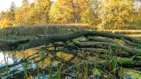 Jesień w Rezerwacie Przyrody Krutynia, październik 2025 r. - zdjęcie 5