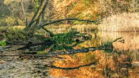 Jesień w Rezerwacie Przyrody Krutynia, październik 2025 r. - zdjęcie 46