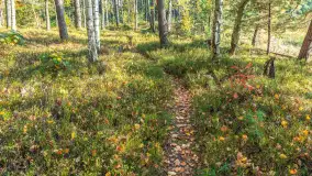 Mazurska jesień nad jeziorem Wesołek, październik 2025 r. - zdjęcie 38