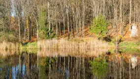 Spacer po Lesie Miejskim w Giżycku, listopad 2025 r. - zdjęcie 49