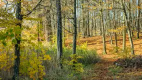 Spacer po Lesie Miejskim w Giżycku, listopad 2025 r. - zdjęcie 39