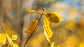 Spacer po Lesie Miejskim w Giżycku, listopad 2025 r. - zdjęcie 9