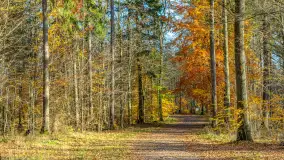 Spacer po Lesie Miejskim w Giżycku, listopad 2025 r. - zdjęcie 18