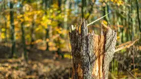 Spacer po Lesie Miejskim w Giżycku, listopad 2025 r. - zdjęcie 14