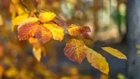 Spacer po Lesie Miejskim w Giżycku, listopad 2025 r. - zdjęcie 28