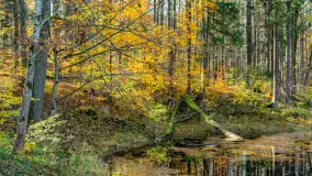 Spacer po Lesie Miejskim w Giżycku, listopad 2025 r. - zdjęcie 34