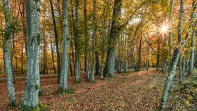 Jesień w Rezerwacie Przyrody Sztynort, październik 2025 r. - zdjęcie 30