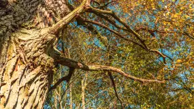 Jesień w Rezerwacie Przyrody Sztynort, październik 2025 r. - zdjęcie 16