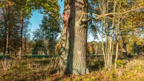 Jesień w Rezerwacie Przyrody Sztynort, październik 2025 r. - zdjęcie 27