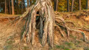 Zachód słońca nad jeziorem Gołdopiwo, listopad 2025 r. - zdjęcie 17