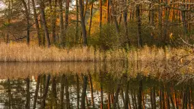 Zachód słońca nad jeziorem Gołdopiwo, listopad 2025 r. - zdjęcie 13