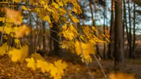 Końcówka mazurskiej, złotej jesieni, listopad 2025 r. - zdjęcie 11