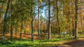 Jesień nad jeziorem Nidzkim, port i ośrodek Wodnik, Ruciane-Nida, październik 2025 r. - zdjęcie 29