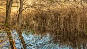 Końcówka jesieni przy śluzie Przerwanki, listopad 2025 r. - zdjęcie 17