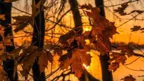 Zachód słońca nad jeziorem Niegocin, listopad 2025 r. - zdjęcie 2