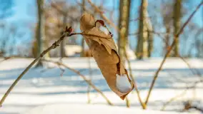 Słoneczna zima w Łabędzim Ostrowiu, luty 2025 r. - zdjęcie 38