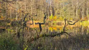 Jesień w lesie miejskim w Giżycku, listopad 2025 r. - zdjęcie 55
